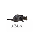 猫のニコ（個別スタンプ：5）