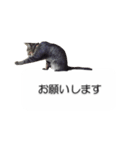 猫のニコ（個別スタンプ：6）
