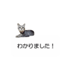 猫のニコ（個別スタンプ：7）