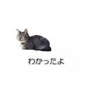 猫のニコ（個別スタンプ：8）