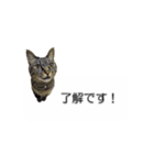 猫のニコ（個別スタンプ：9）