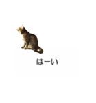 猫のニコ（個別スタンプ：11）