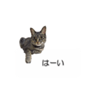 猫のニコ（個別スタンプ：12）