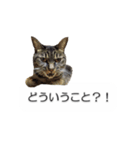 猫のニコ（個別スタンプ：13）