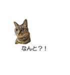 猫のニコ（個別スタンプ：14）