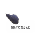 猫のニコ（個別スタンプ：15）