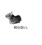 猫のニコ（個別スタンプ：16）