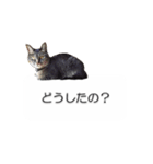 猫のニコ（個別スタンプ：17）