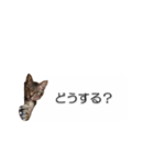 猫のニコ（個別スタンプ：18）