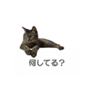 猫のニコ（個別スタンプ：19）