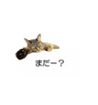 猫のニコ（個別スタンプ：20）
