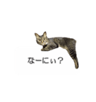 猫のニコ（個別スタンプ：21）
