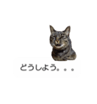 猫のニコ（個別スタンプ：23）