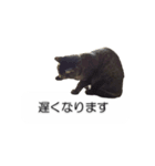 猫のニコ（個別スタンプ：24）