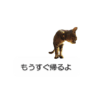 猫のニコ（個別スタンプ：25）