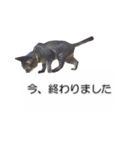 猫のニコ（個別スタンプ：27）
