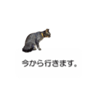 猫のニコ（個別スタンプ：28）