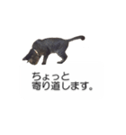 猫のニコ（個別スタンプ：29）
