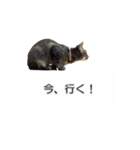 猫のニコ（個別スタンプ：30）