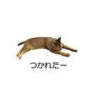 猫のニコ（個別スタンプ：31）