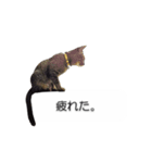 猫のニコ（個別スタンプ：32）