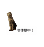 猫のニコ（個別スタンプ：33）