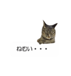 猫のニコ（個別スタンプ：34）