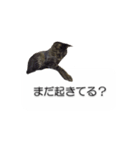 猫のニコ（個別スタンプ：36）