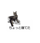 猫のニコ（個別スタンプ：37）