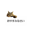 猫のニコ（個別スタンプ：38）