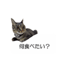 猫のニコ（個別スタンプ：40）
