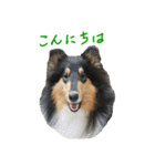 rough collies love 1（個別スタンプ：2）