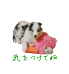 rough collies love 1（個別スタンプ：17）