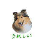 rough collies love 1（個別スタンプ：25）