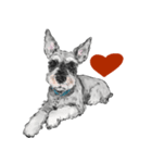 Miniature Schnauzer - by Berry（個別スタンプ：1）