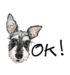 Miniature Schnauzer - by Berry（個別スタンプ：6）