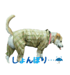 我が家のくぅたん（個別スタンプ：1）