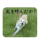 我が家のくぅたん（個別スタンプ：2）