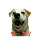 我が家のくぅたん（個別スタンプ：6）