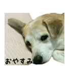 我が家のくぅたん（個別スタンプ：12）
