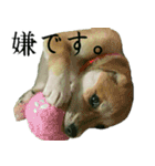 我が家のくぅたん（個別スタンプ：13）