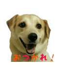 我が家のくぅたん（個別スタンプ：16）