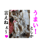 【実写】牛丼（個別スタンプ：12）
