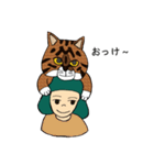 ネコシバ（個別スタンプ：16）