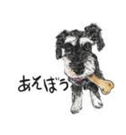 Miniature Schnauzer - by Cookie（個別スタンプ：1）