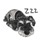 Miniature Schnauzer - by Cookie（個別スタンプ：7）