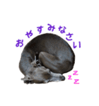 イタグレ瑠璃＆ランディーの日常茶飯事（個別スタンプ：3）