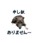 イタグレ瑠璃＆ランディーの日常茶飯事（個別スタンプ：7）