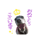 イタグレ瑠璃＆ランディーの日常茶飯事（個別スタンプ：17）