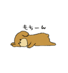 トイプードルのまっ茶くん（個別スタンプ：31）